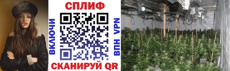 Каннабис SATIVA & INDICA Пикалёво